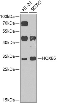 HOXB5 Antibody