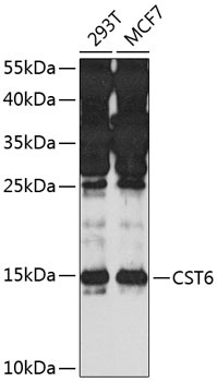 CST6 Antibody