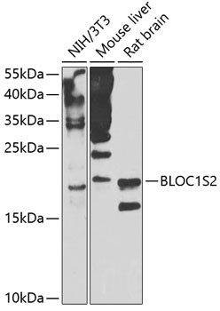 BLOC1S2 Antibody