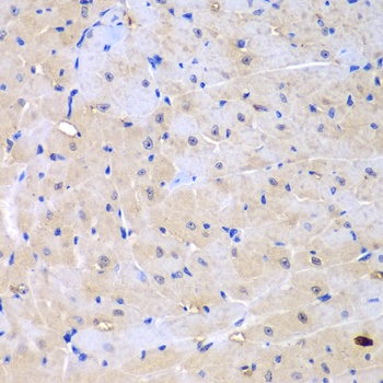 ARHGEF9 Antibody