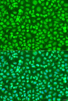 COQ7 Antibody
