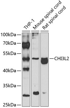 CHI3L2 Antibody