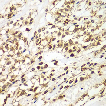 SMAD9 Antibody