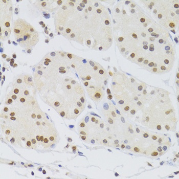 SMAD9 Antibody