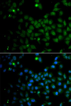 SMAD9 Antibody