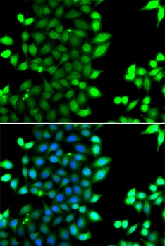 RNF7 Antibody