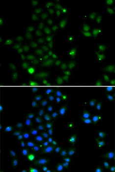 GCM1 Antibody