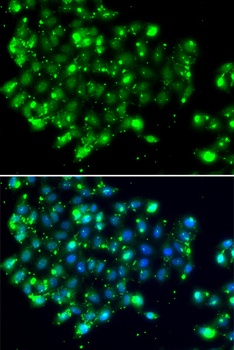 NAT9 Antibody