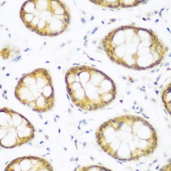 BRD9 Antibody