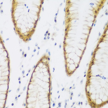 BRD9 Antibody