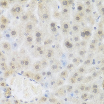 BRD9 Antibody