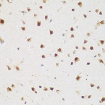 BRD9 Antibody