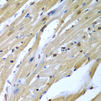 TUSC2 Antibody