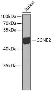 CCNE2 Antibody