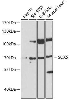 SOX5 Antibody