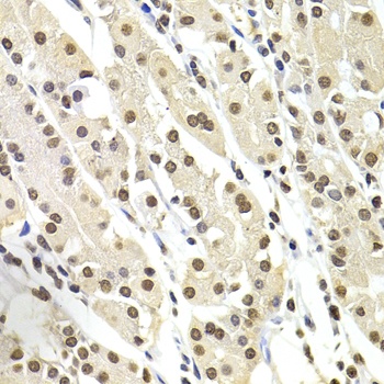 SOX5 Antibody