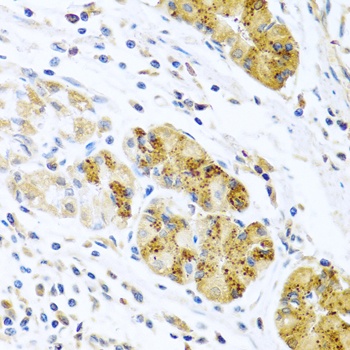 CCL8 Antibody