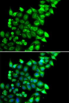 MEST Antibody