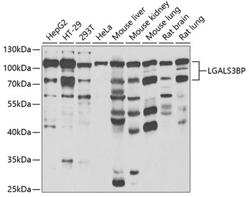 LGALS3BP Antibody