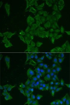 LGALS3BP Antibody