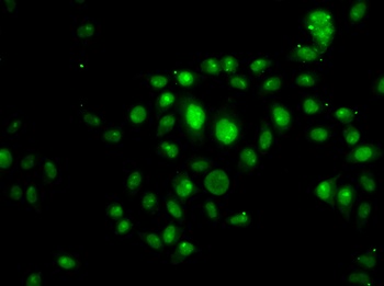 HOXB7 Antibody