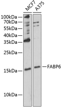 FABP6 Antibody