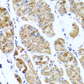 COL10A1 Antibody