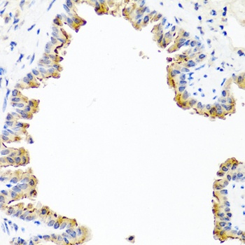 COL10A1 Antibody