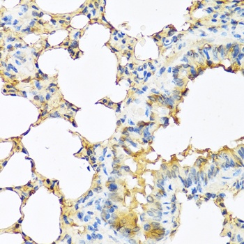 TSHB Antibody