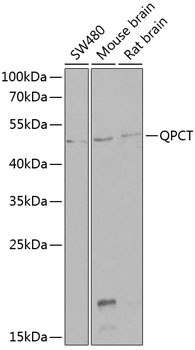 QPCT Antibody