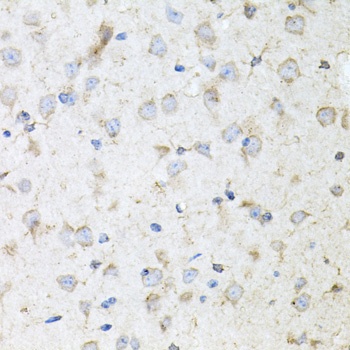 KLK11 Antibody