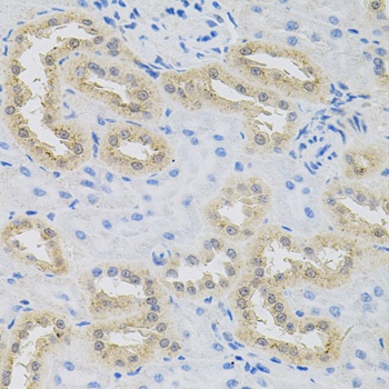 HPS1 Antibody