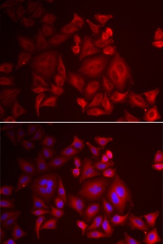 XCL1 Antibody