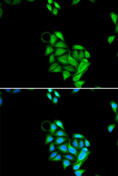 JADE1 Antibody