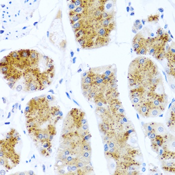 C8orf4 Antibody