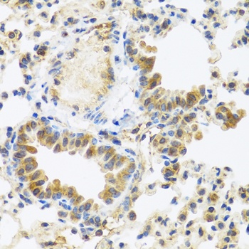 C8orf4 Antibody