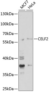 CELF2 Antibody