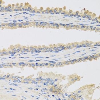 INSL3 Antibody