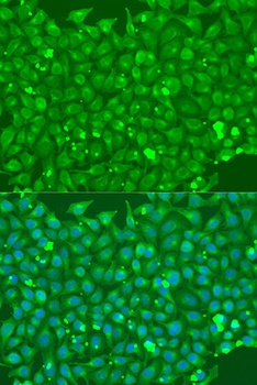 FLT4 Antibody