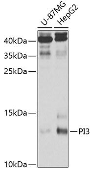 PI3 Antibody