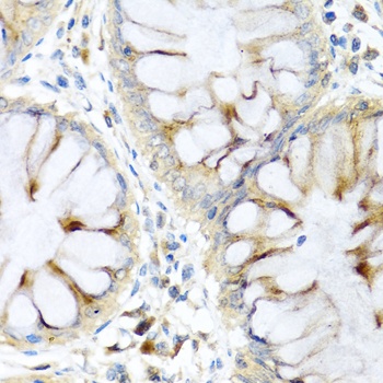 PI3 Antibody