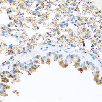 PI3 Antibody
