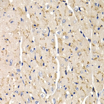 SFRP2 Antibody