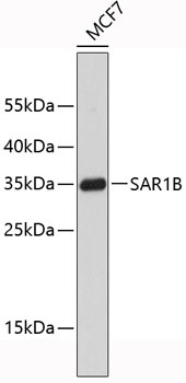 SAR1B Antibody