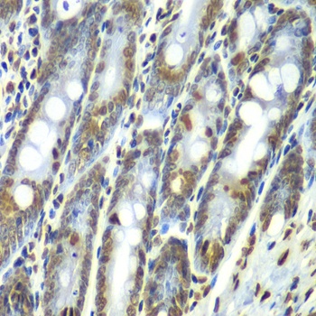 SEPT7 Antibody