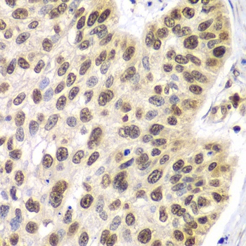 SEPT7 Antibody