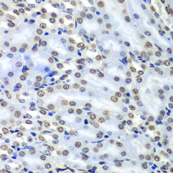 SEPT7 Antibody