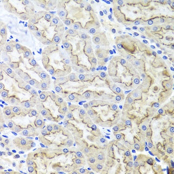 LRP2 Antibody