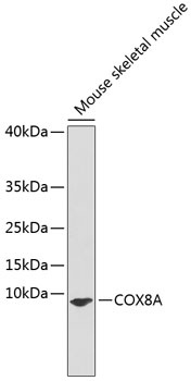 COX8A Antibody