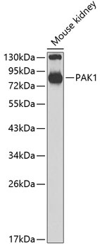 PAK1 Antibody